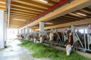 1I4A1972 © Robert Illemann